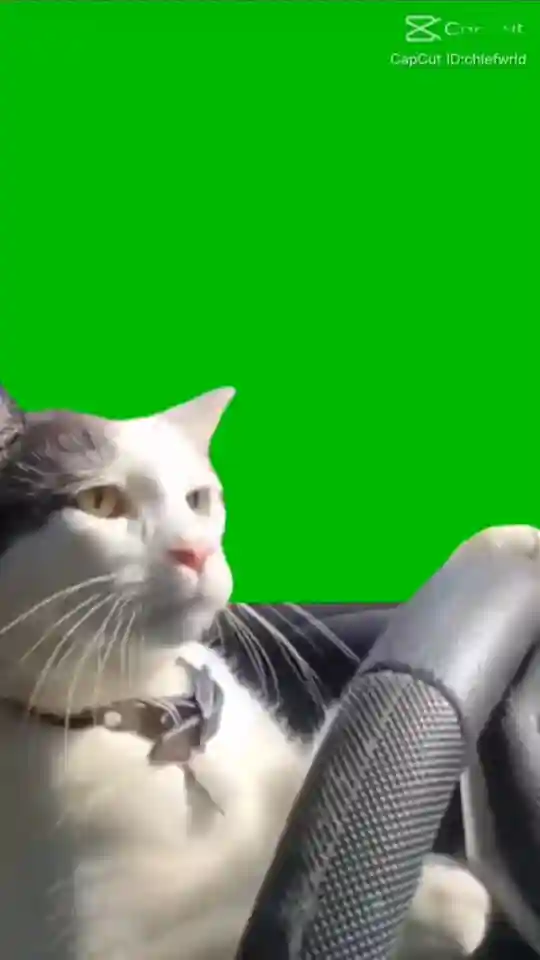 Cat Car Driving Capcut Template Link – Use in CapCut App